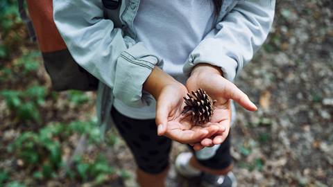 A person holding a pine cone in their open hands while standing on a forest path, wearing a backpack and casual hiking attire.