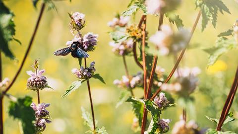 A bee on purple flowers with green foliage under sunny lighting.