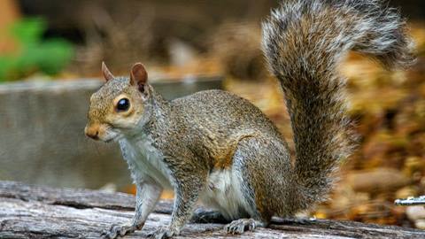 Eastern Gray Squirell