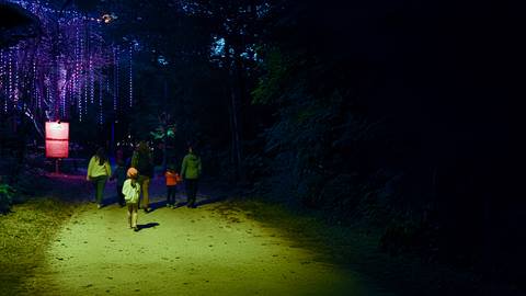 A group of people, including children, walk along a dimly lit forest path at night, illuminated by colored lights and lanterns hanging in the trees.