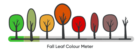fall colour meter at level 2