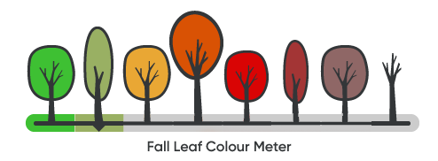 fall colour meter at level 2