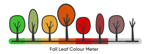 fall colour level at 6