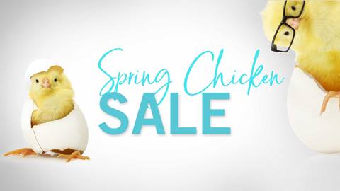 Spring Chicken Sale