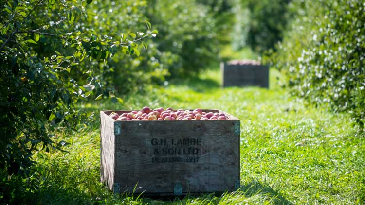 apple pie trail