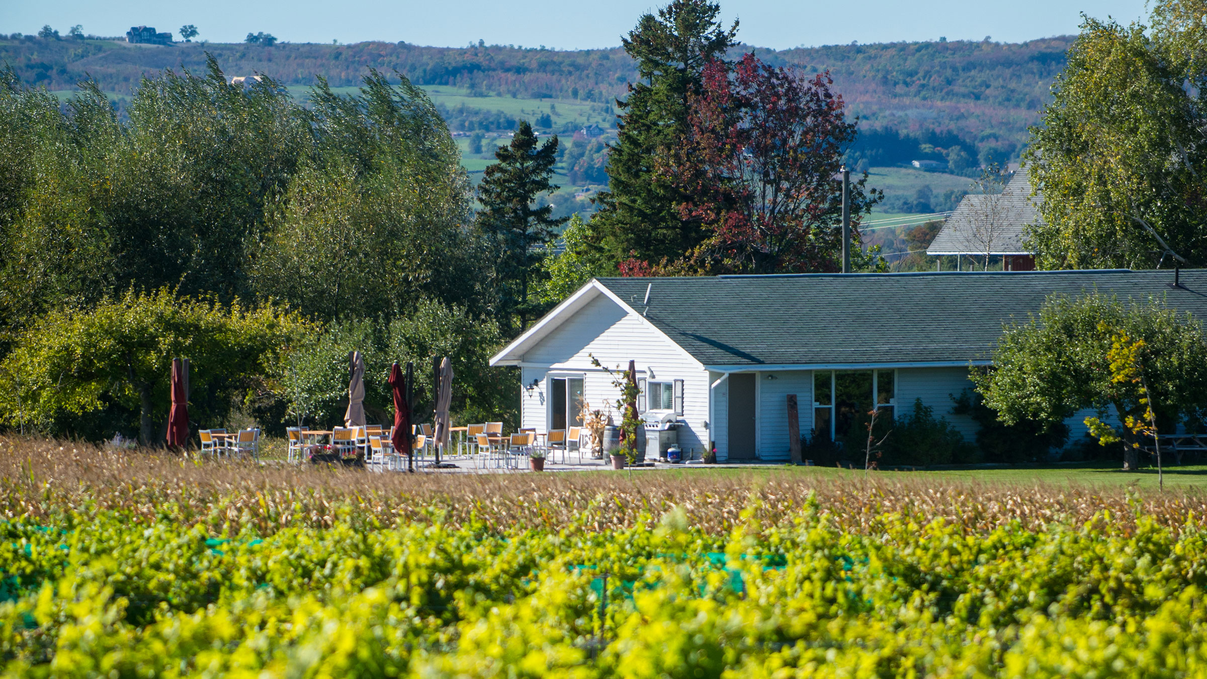 vineyard wine tour