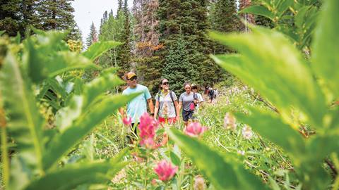 Flowers off the trail with hikers in the background 