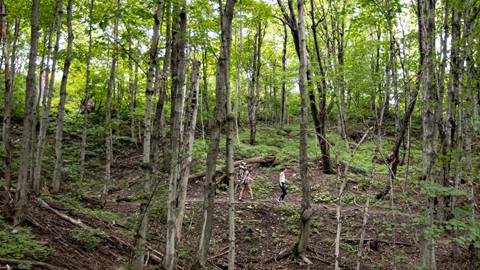 image of tall forested trees surrounding two people on a walking trail at blue mountain resort