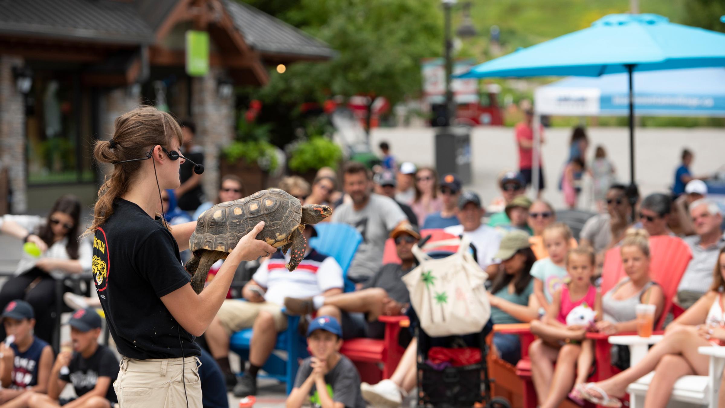Fun Things To Do In The Blue Mountains And Collingwood On With