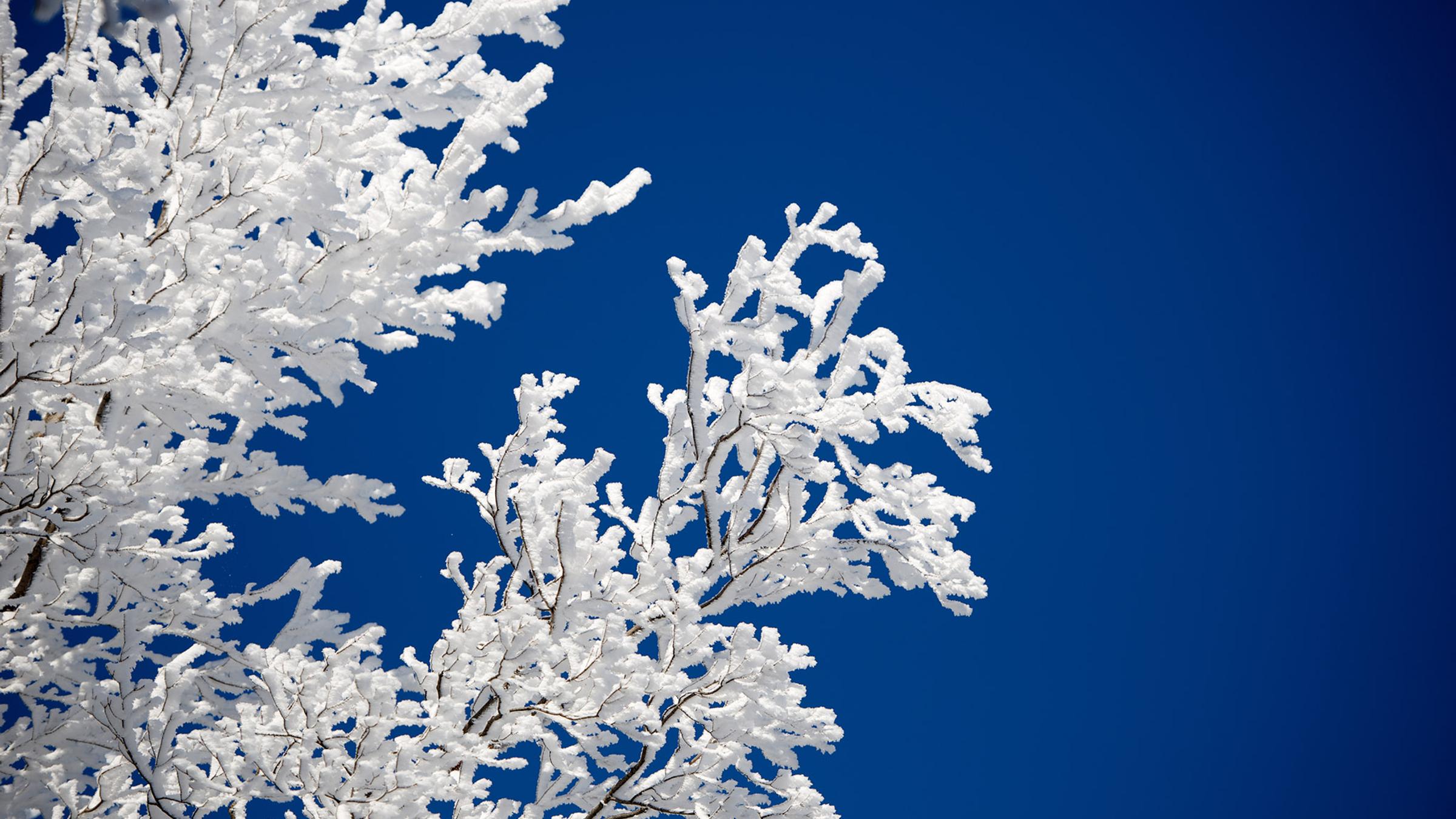 Winter Landscape